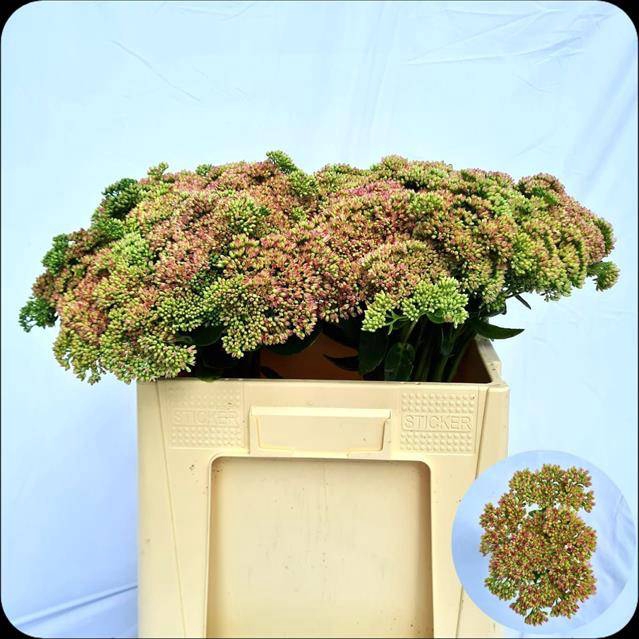 <h4>Sedum Spectabile</h4>