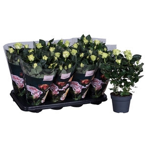 Nolina Roses Ø 13 cm White