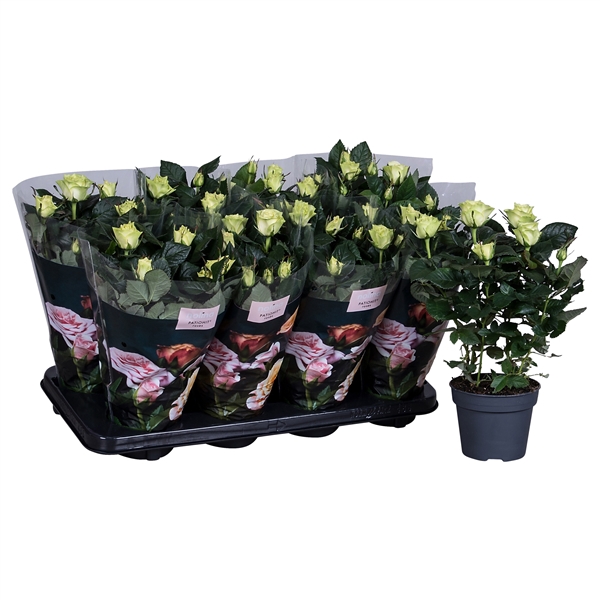 <h4>Nolina Roses Ø 13 cm White</h4>