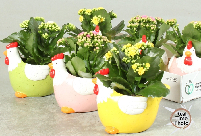 <h4>ARR KAMERPL</h4>