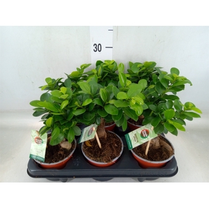 Ficus microcarpa 'Ginseng'