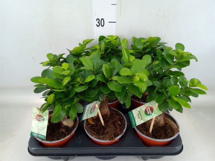 <h4>Ficus microcarpa 'Ginseng'</h4>