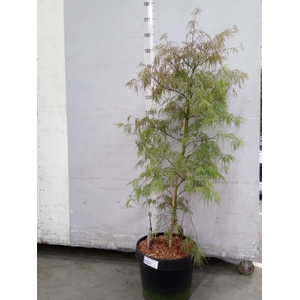 Acer palmatum 'Garnet'