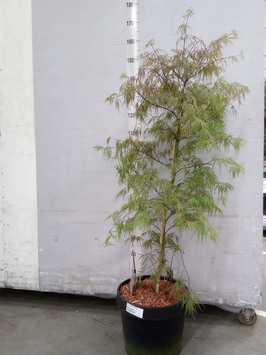 <h4>Acer palmatum 'Garnet'</h4>