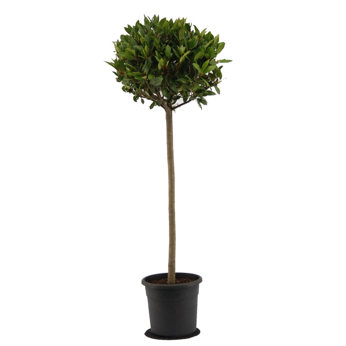 <h4>Laurus nobilis Bol op stam</h4>