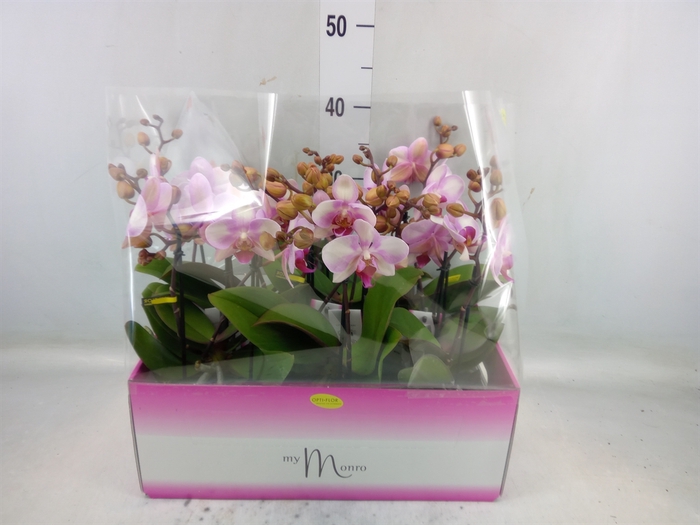 <h4>Phalaenopsis   ...rose</h4>