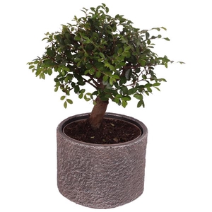 Bonsai Indoor Mix Ø12cm Ball Shape in Ø14cm Ceramic NT566
