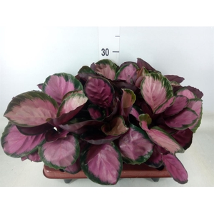 Calathea roseopicta 'Crimson'