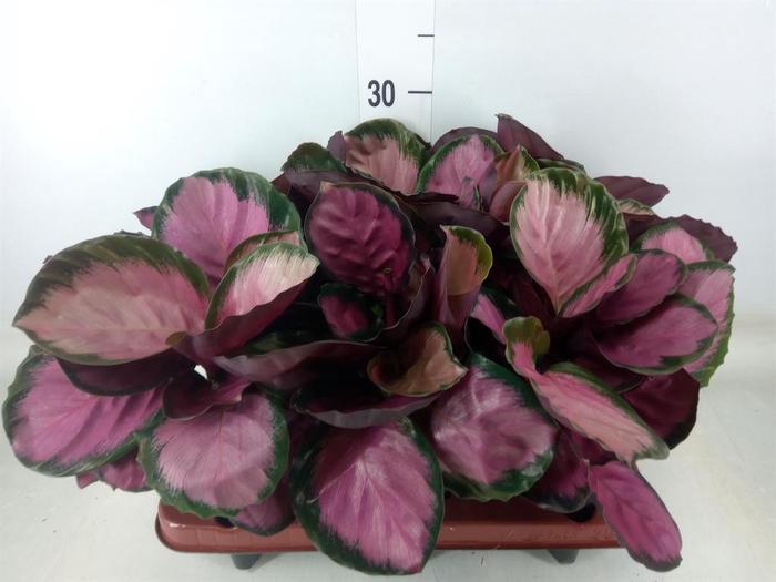 <h4>Calathea roseopicta 'Crimson'</h4>