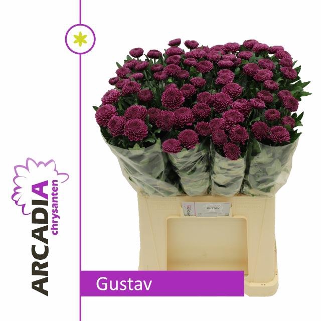 <h4>CHR G GUSTAV</h4>