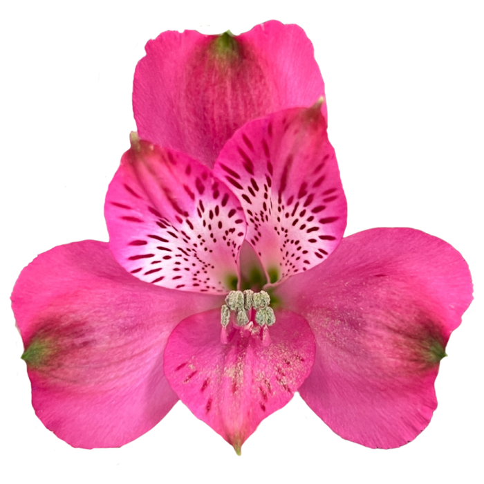 <h4>ALSTR MELROSE Tessa</h4>