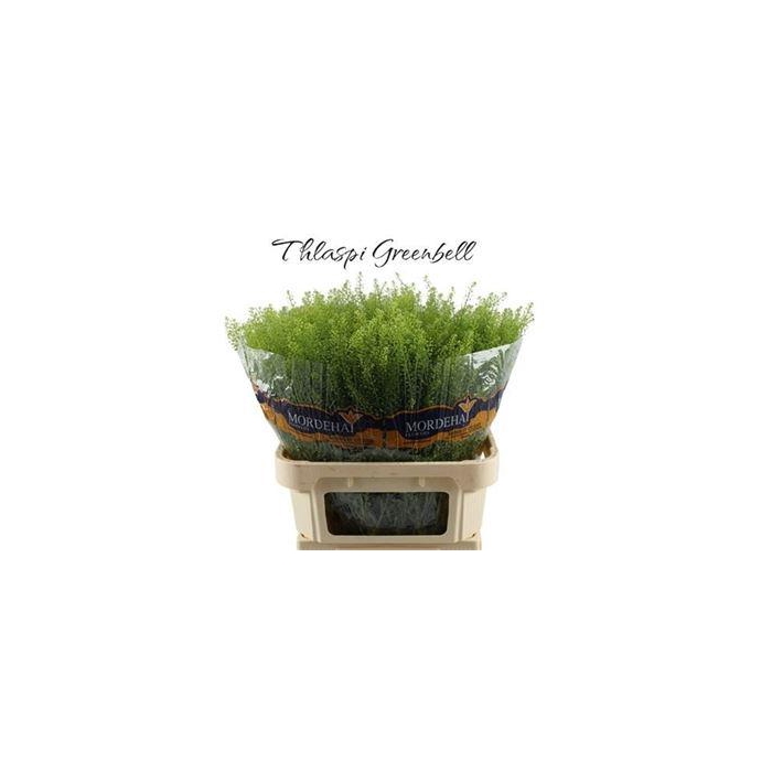 <h4>Lep Ru Green Bell Xxl</h4>