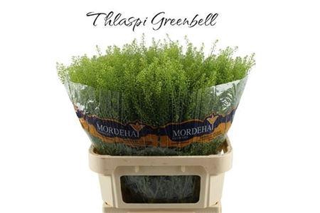 <h4>Lep Ru Green Bell Xxl</h4>