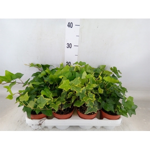 Hedera   ...mix