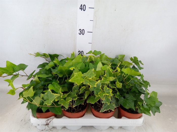 <h4>Hedera   ...mix</h4>