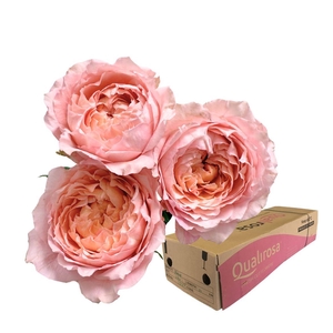 R Tr Julietta -in box