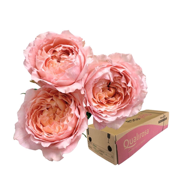 <h4>R Tr Julietta -in box</h4>