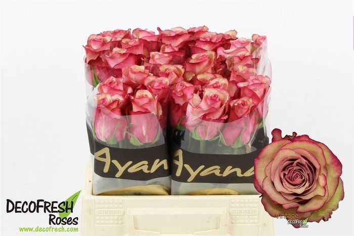 <h4>R Gr Vintage</h4>