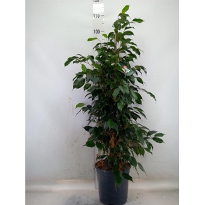 Ficus benja. 'Danielle'