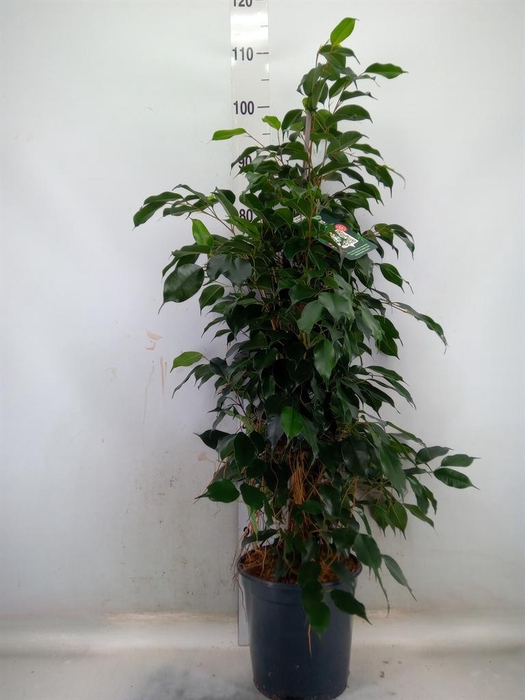 <h4>Ficus benja. 'Danielle'</h4>