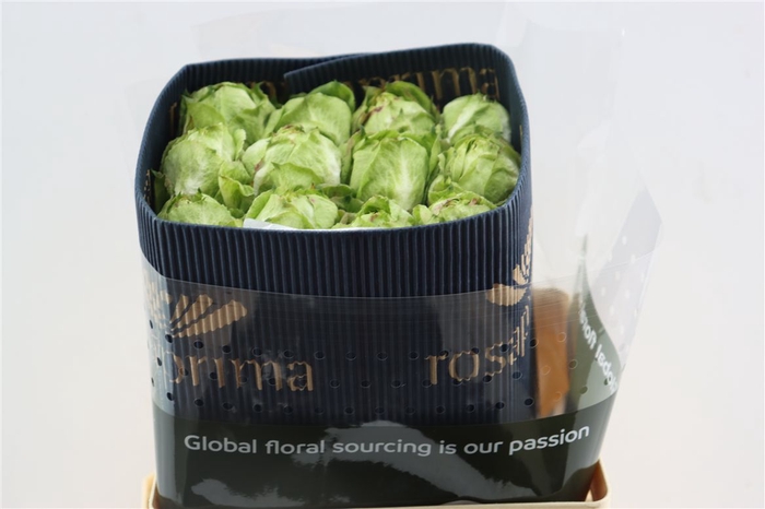 R Gr Veggie