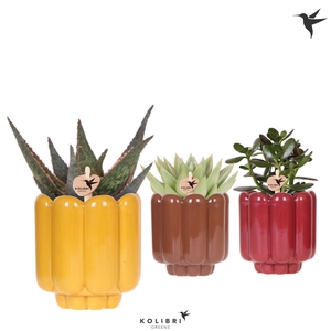 Kolibri Greens Succulenten mix in Retro pot yellow mix