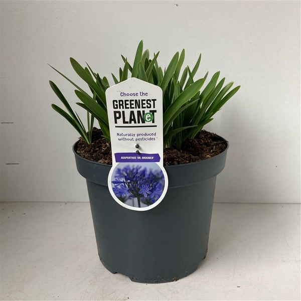 <h4>Agapanthus 'Dr Brouwer'</h4>