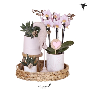 Kolibri Green up your home Gift Set Love pink met bijsteker