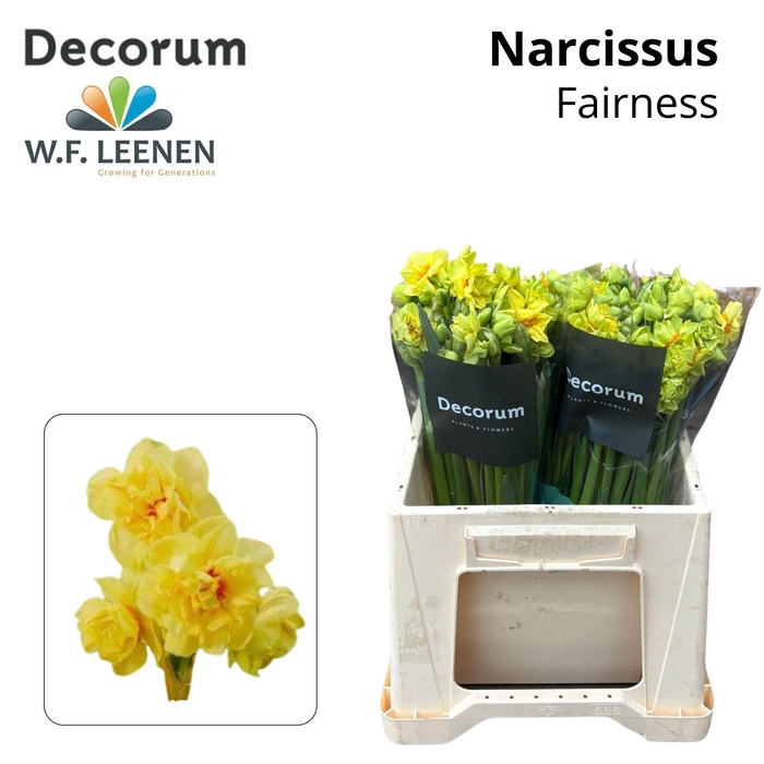 <h4>NARCISSUS 'FAIRNESS'</h4>
