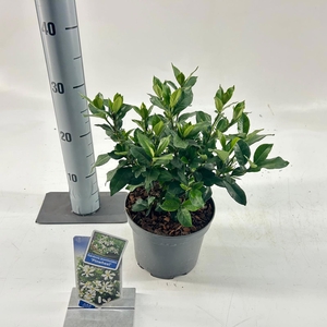 Gardenia jasminoides 'Pinwheel®'