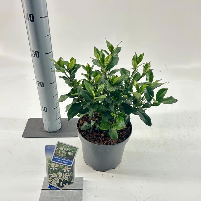<h4>Gardenia jasminoides 'Pinwheel®'</h4>
