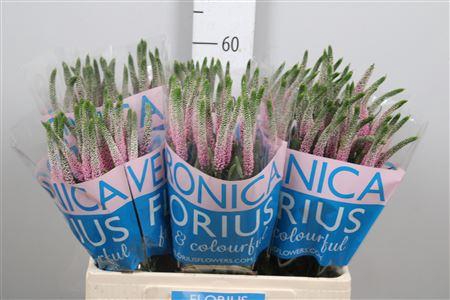 <h4>Veron Smart Roswitha</h4>