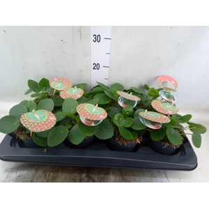 Pilea peperomoides