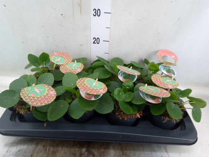 <h4>Pilea peperomoides</h4>