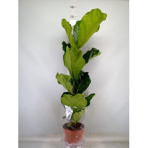 Ficus lyrata