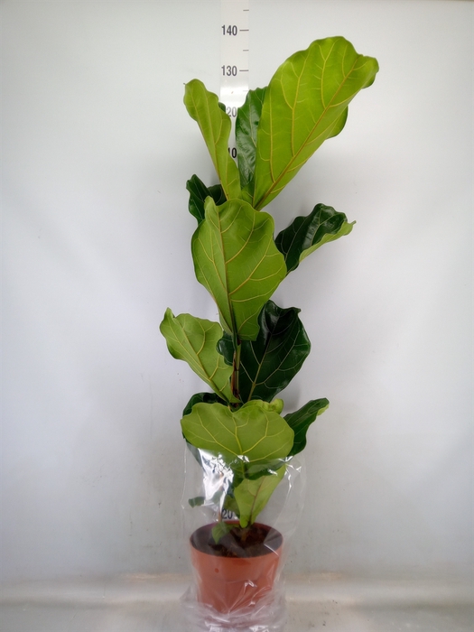 <h4>Ficus lyrata</h4>