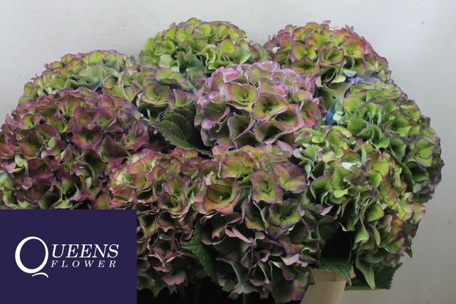 <h4>Hydrangea Royal Secret CL</h4>