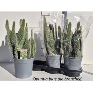 OPUNTIA