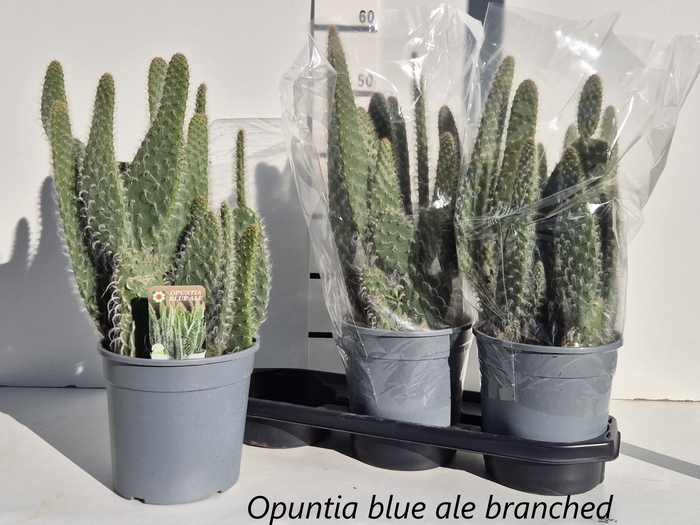 <h4>OPUNTIA</h4>