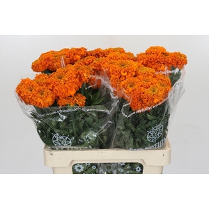 Tagetes Marigold Promise Orange