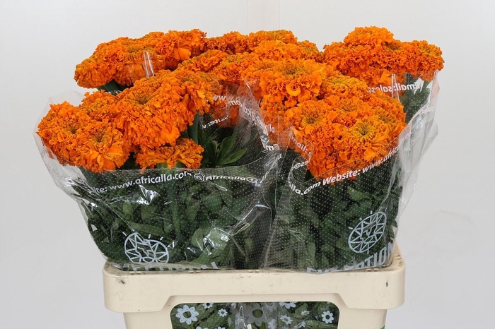 Tagetes Marigold Promise Orange