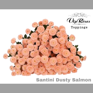 CHR S DUSTY SALMON