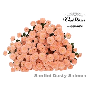 Chr S Dusty Salmon