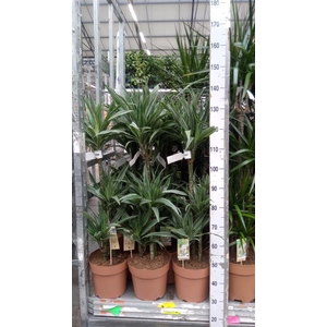 Dracaena fr de 'Warneckei'