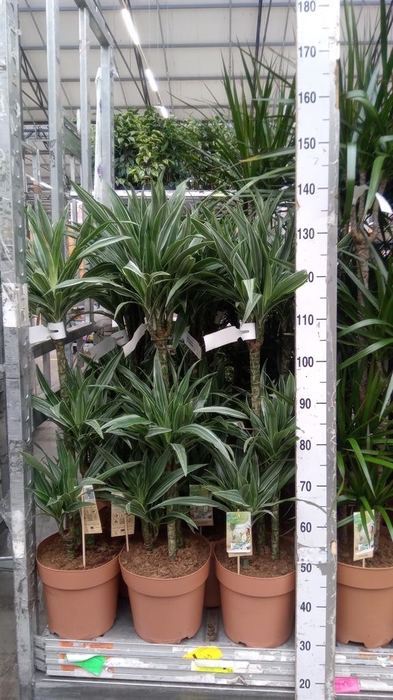 <h4>Dracaena fr de 'Warneckei'</h4>