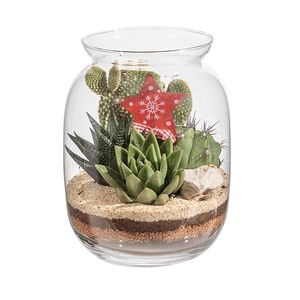 COMPOSITION CACTUS AND SUCCULENTS IN GLASS TERRARIUM Ø17H22 WITH CHRISTMAS DECORATION- CARDBOARD BOX 18X18CM