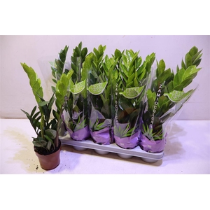 Zamio Zamiifolia