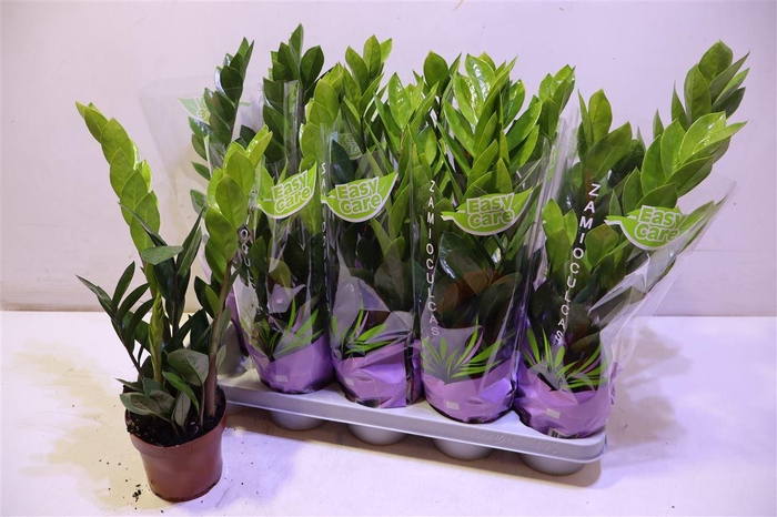 <h4>Zamio Zamiifolia</h4>