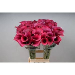 Calla Captain Promise Kallaland