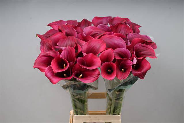 <h4>Calla Captain Promise Kallaland</h4>